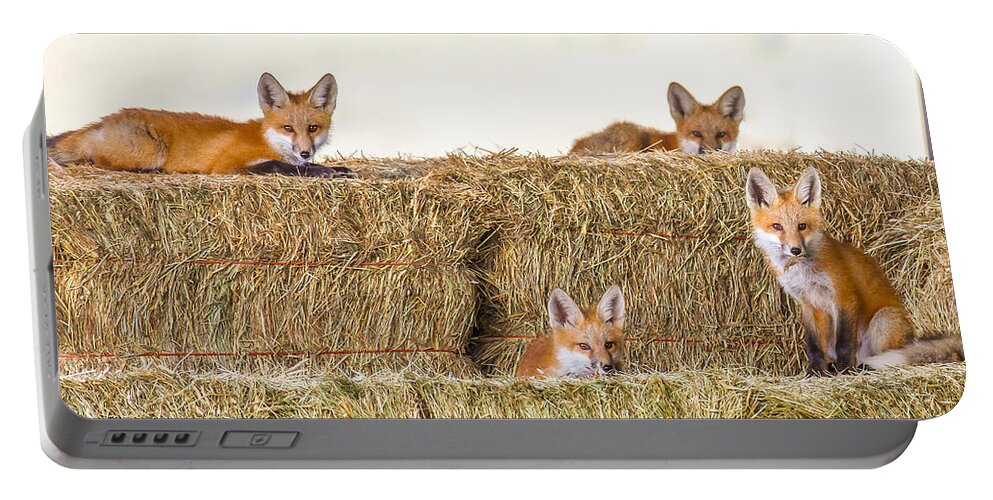 Fox Portable Battery Charger featuring the photograph Morgan Bottom by Kevin Dietrich