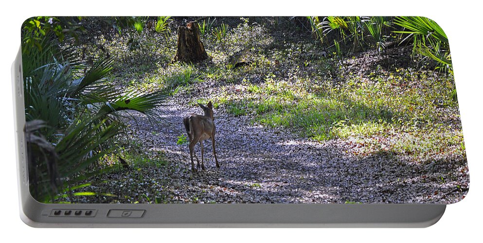 Animals Portable Battery Charger featuring the photograph Morning deer by Deborah Good