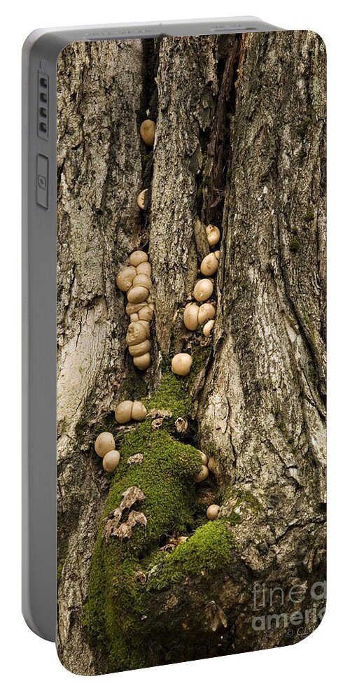 Fungus Portable Battery Charger featuring the photograph Moss-shrooms on a Tree by Carol Lynn Coronios