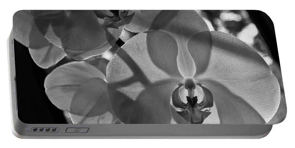 Flower Portable Battery Charger featuring the photograph Moth Orchid Backlit by Ron White