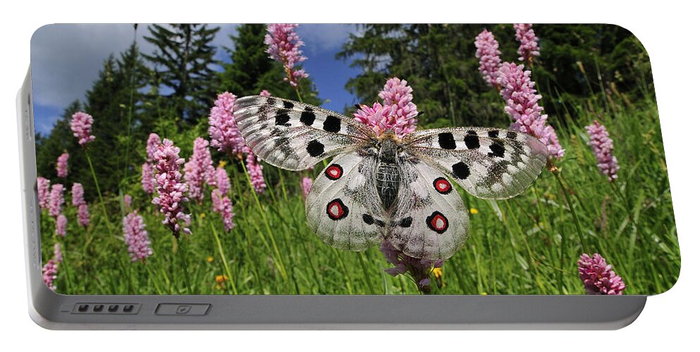 Feb0514 Portable Battery Charger featuring the photograph Mountain Apollo On Common Bistort by Thomas Marent