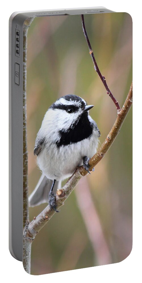 Chickadee Portable Battery Charger featuring the photograph Mountain Chickadee by Shane Bechler