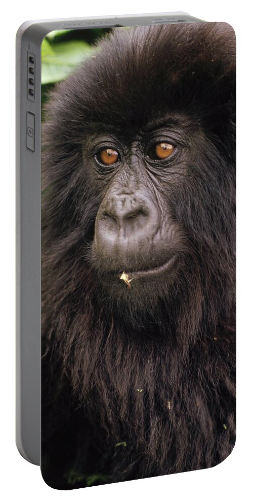 00201174 Portable Battery Charger featuring the photograph Mountain Gorilla Juvenile by Gerry Ellis