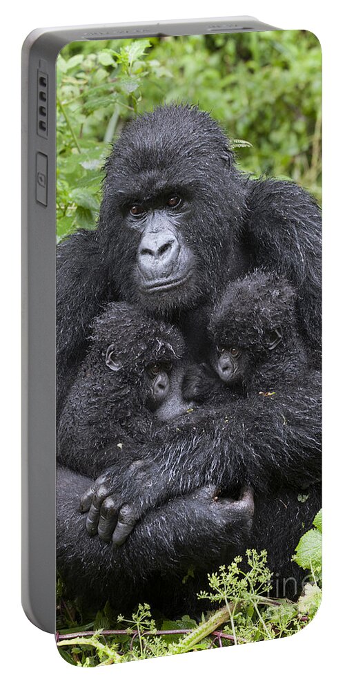 Feb0514 Portable Battery Charger featuring the photograph Mountain Gorilla Mother And Twins by Suzi Eszterhas