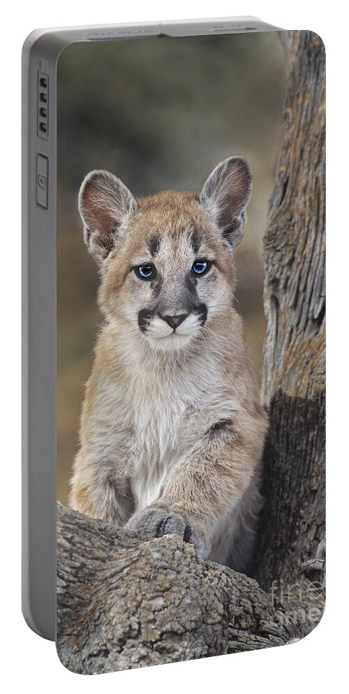 Mountain Lion Portable Battery Charger featuring the photograph Mountain Lion Cub by Dave Welling