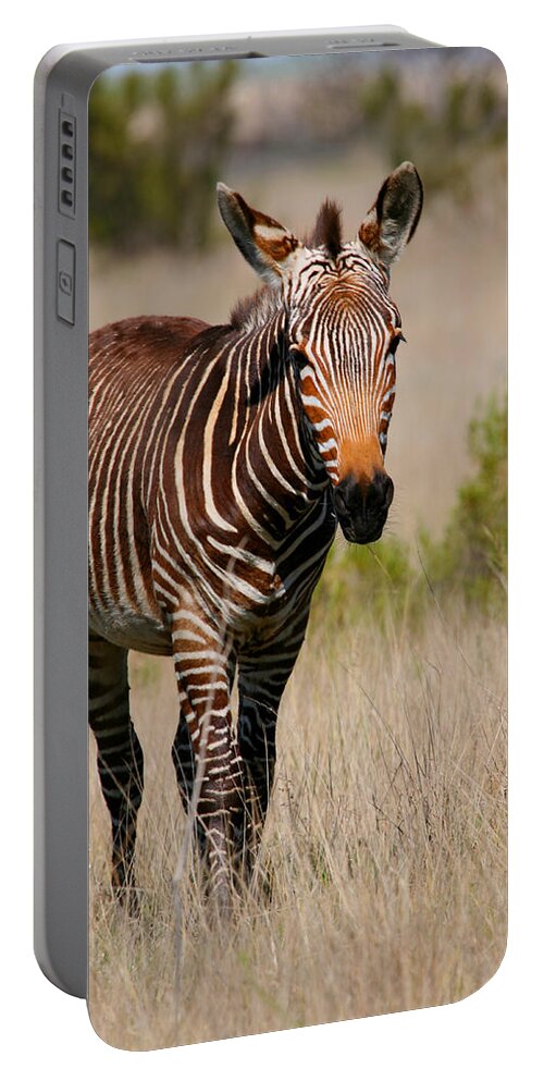 Zebra Portable Battery Charger featuring the photograph Mountain Zebra by Bruce J Robinson