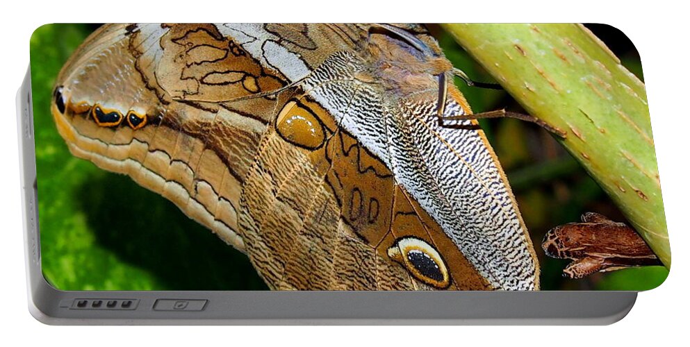 Nature Portable Battery Charger featuring the photograph Mournful Owl Butterfly by Amy McDaniel