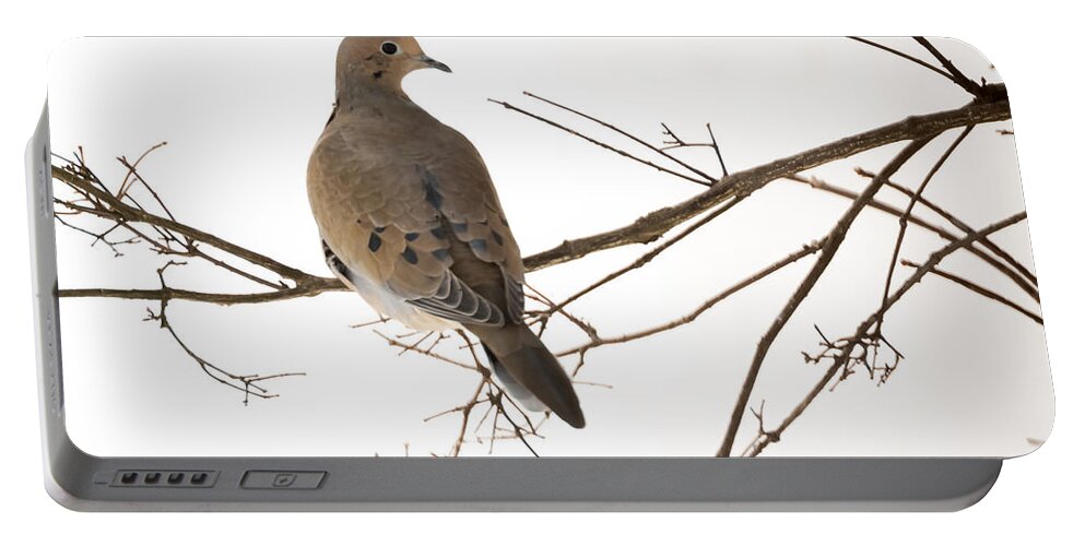 Jan Holden Portable Battery Charger featuring the photograph Mourning Dove by Holden The Moment
