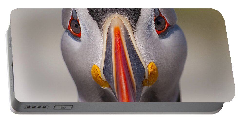 Machias Seal Island Portable Battery Charger featuring the photograph Mr. Puffin.. by Nina Stavlund
