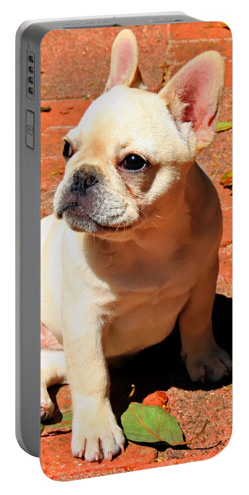 Quigley Portable Battery Charger featuring the photograph Ms. Quiggly by Tap On Photo