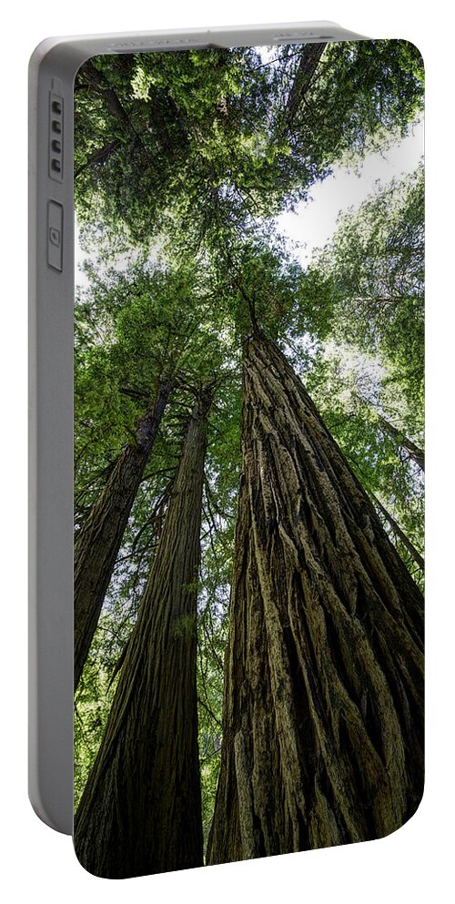 Muir Woods Portable Battery Charger featuring the photograph Muir Woods I by Mark Harrington