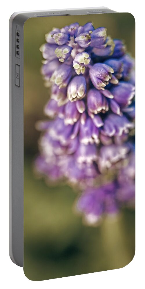 Muscari Portable Battery Charger featuring the photograph Muscari by Caitlyn Grasso