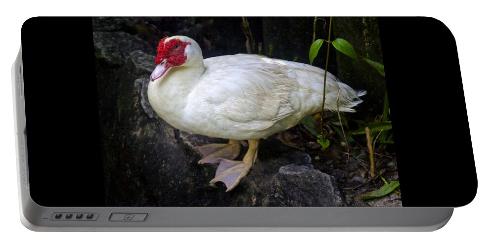 Cairina Moschata Portable Battery Charger featuring the photograph White Muscovy Duck by Venetia Featherstone-Witty