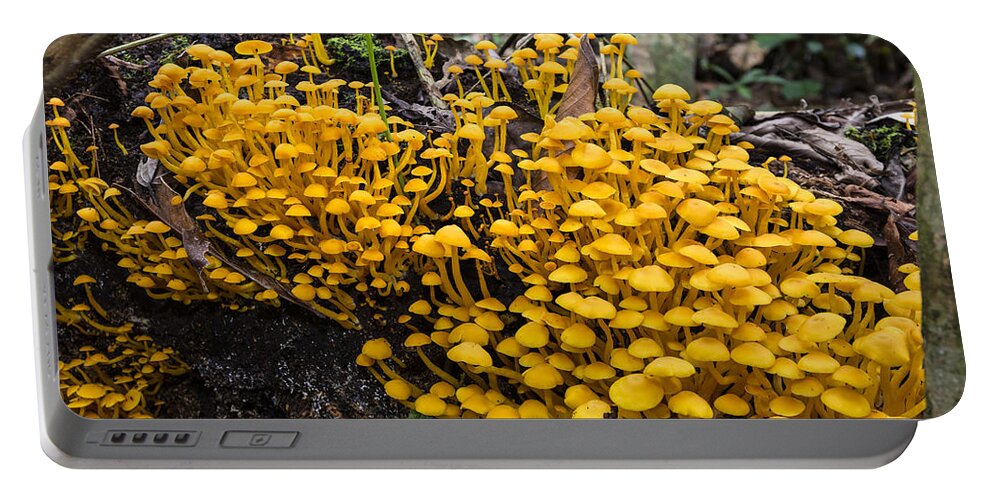 Konrad Wothe Portable Battery Charger featuring the photograph Mushrooms On Tree Trunk Panguana Nature by Konrad Wothe