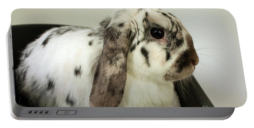 Rabbit Portable Battery Charger featuring the photograph My Friend Bunny by Terri Waters