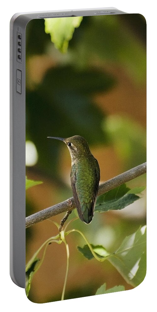 Bird Portable Battery Charger featuring the photograph My green colored hummingbird 4 by Teri Schuster
