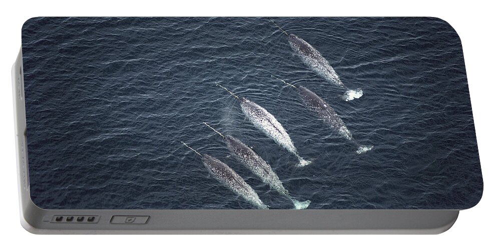 Feb0514 Portable Battery Charger featuring the photograph Narwhals Aerial Baffin Isl Canada by Flip Nicklin