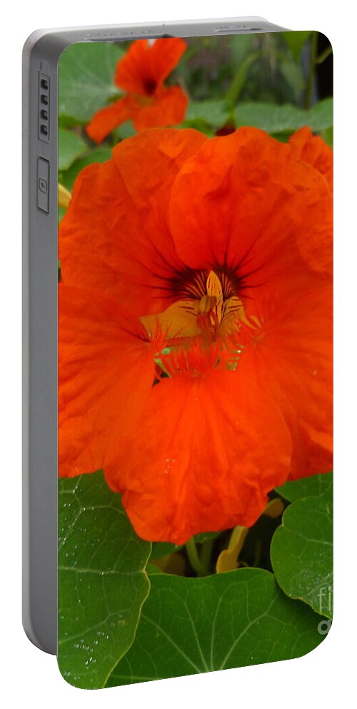 Flower Portable Battery Charger featuring the photograph Nasturtium Blossom by Lingfai Leung