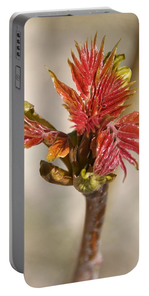 Sumac Portable Battery Charger featuring the photograph New Growth by William Selander