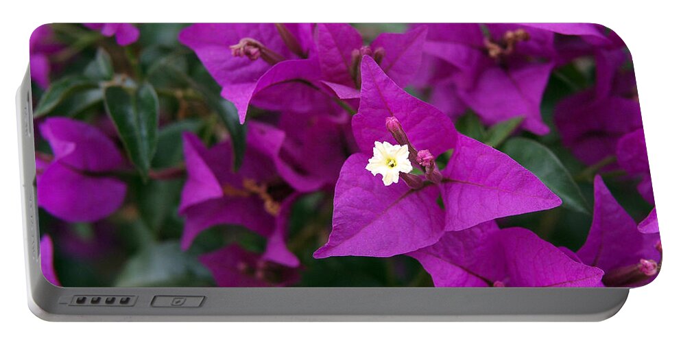 Bougainvillea Portable Battery Charger featuring the photograph New River Bougainvillea by Rona Black