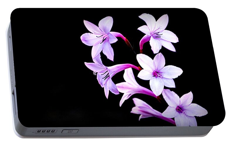 Flowers Portable Battery Charger featuring the photograph Night Color by AJ Schibig