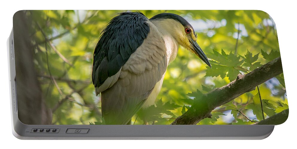 Tree Portable Battery Charger featuring the photograph Night Heron at Rest by Cheryl Baxter