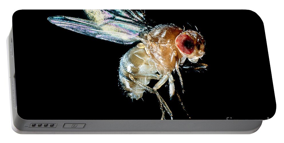 Drosophila Portable Battery Charger featuring the photograph Normal Red-eyed Fruit Fly by Darwin Dale