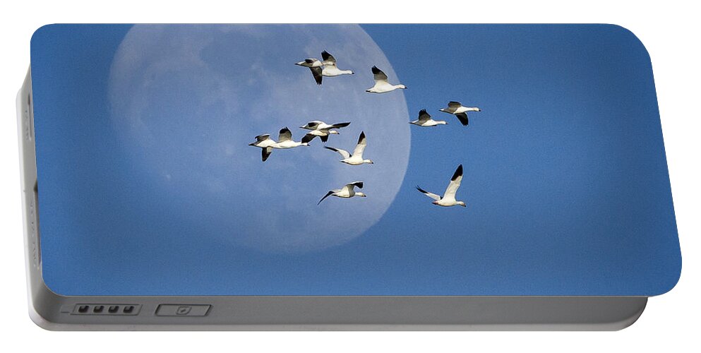 Snow Geese Portable Battery Charger featuring the photograph North Bound by Jack Bell