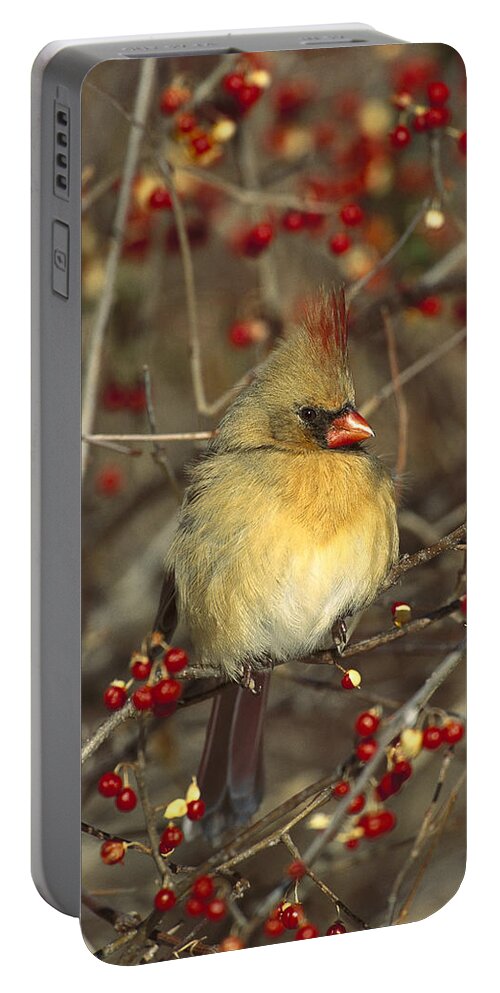Feb0514 Portable Battery Charger featuring the photograph Northern Cardinal Female In Bittersweet by Tom Vezo