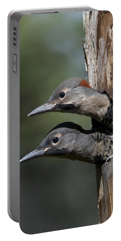 Michael Quinton Portable Battery Charger featuring the photograph Northern Flicker Chicks In Nest Cavity by Michael Quinton