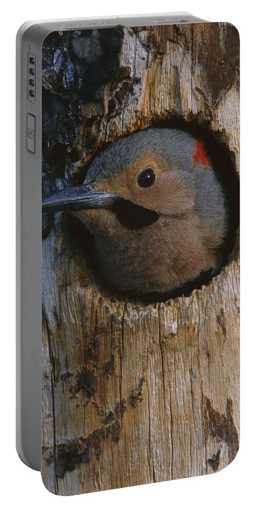 Feb0514 Portable Battery Charger featuring the photograph Northern Flicker In Nest Cavity Alaska by Michael Quinton