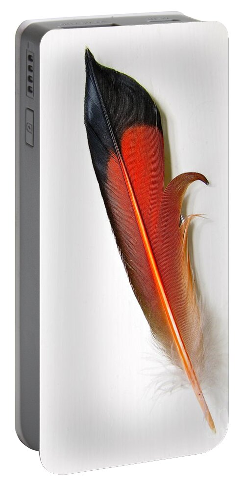 Photography Portable Battery Charger featuring the photograph Northern Flicker Tail Feather by Sean Griffin