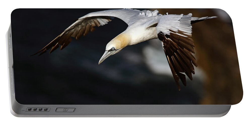 Sea Bird Portable Battery Charger featuring the photograph Northern Gannet by Grant Glendinning