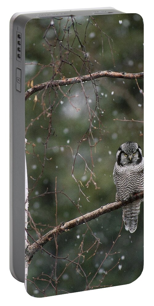 Feb0514 Portable Battery Charger featuring the photograph Northern Hawk Owl During Snowfall Alaska by Michael Quinton