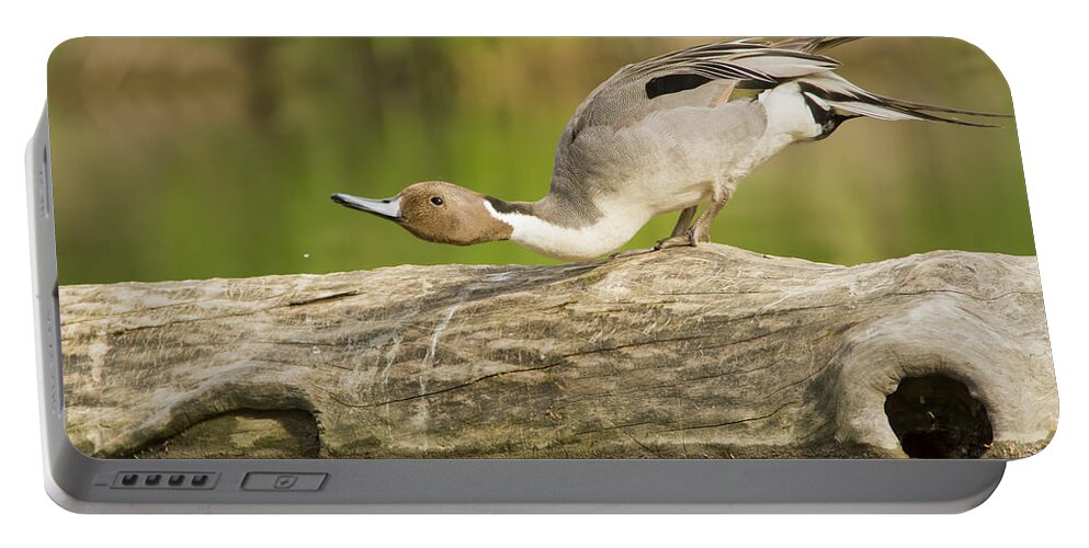Anas-platyrhynchos Portable Battery Charger featuring the photograph Northern Pintail by Mircea Costina Photography