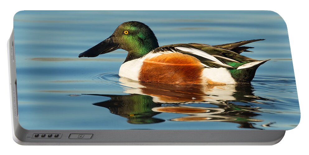 Northern Shoveler Portable Battery Charger featuring the photograph Northern Shoveler Reflections by Kathleen Bishop