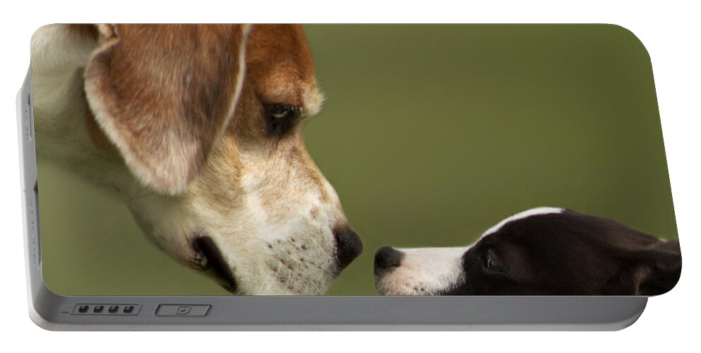 Dog Portable Battery Charger featuring the photograph Nose To Nose Dogs 2 by Linsey Williams