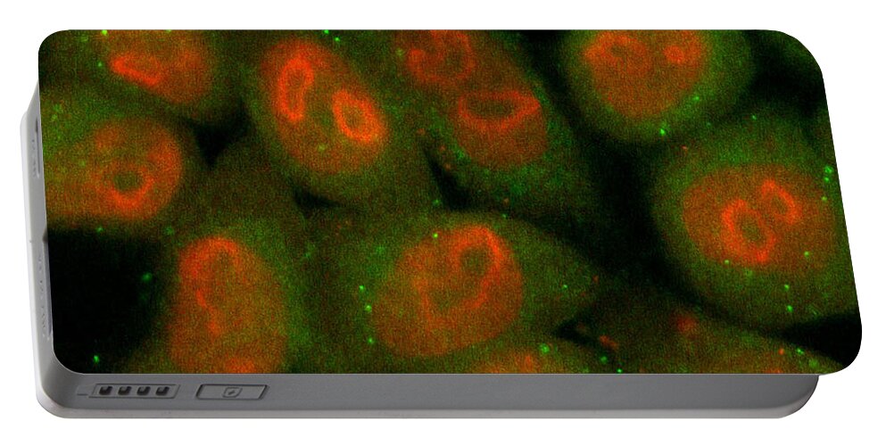 Tumoral Cell Portable Battery Charger featuring the photograph Nucleolin Confocal Micrograph #1 by Voisin Phanie
