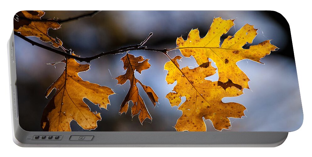 Autumn Portable Battery Charger featuring the photograph Oak Leaves by Alexander Fedin