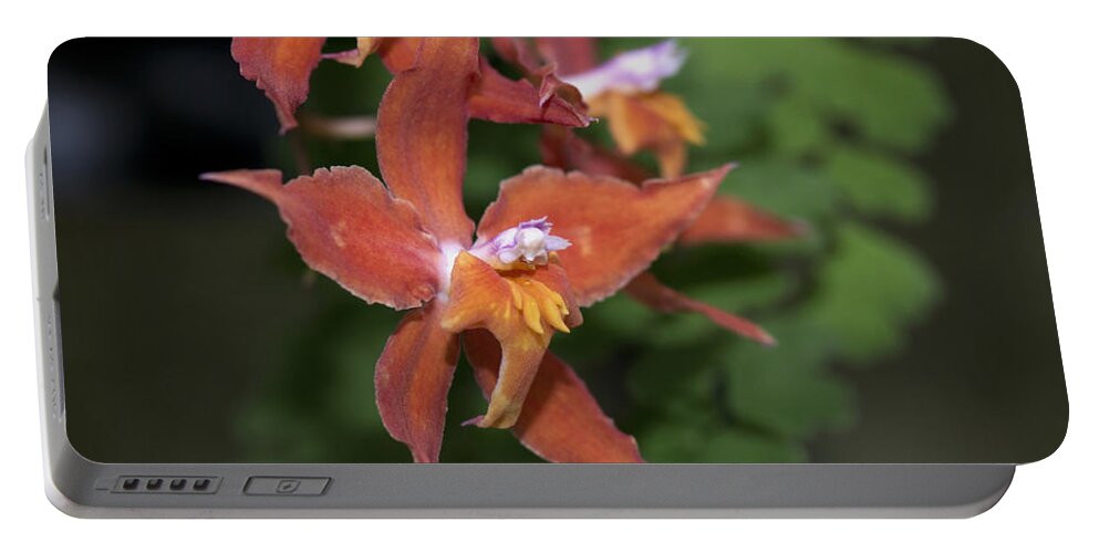 Bright Orange Orchid Portable Battery Charger featuring the photograph Odontioda Red Riding Hood Macro 8710 by Terri Winkler