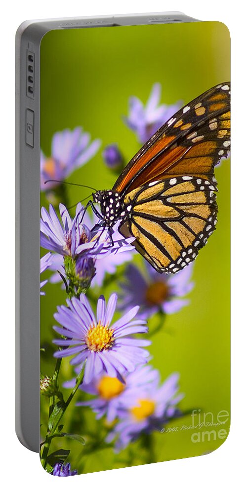 Butterfly Portable Battery Charger featuring the photograph Old Butterfly On Aster Flower by Richard J Thompson