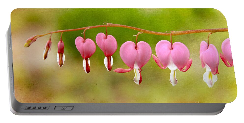 Maine Portable Battery Charger featuring the photograph Old-Fashioned Bleeding Hearts by Karin Pinkham