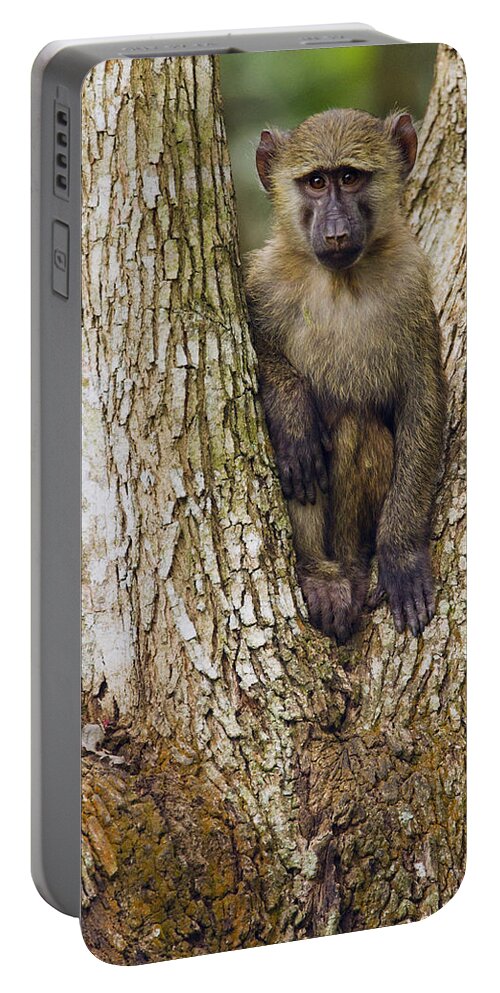 Sebastian Kennerknecht Portable Battery Charger featuring the photograph Olive Baboon Juvenile Kibale Np Uganda by Sebastian Kennerknecht