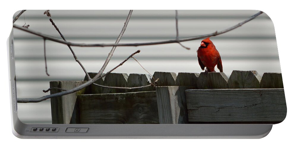 Cardinal Portable Battery Charger featuring the photograph On The Fence by Alys Caviness-Gober