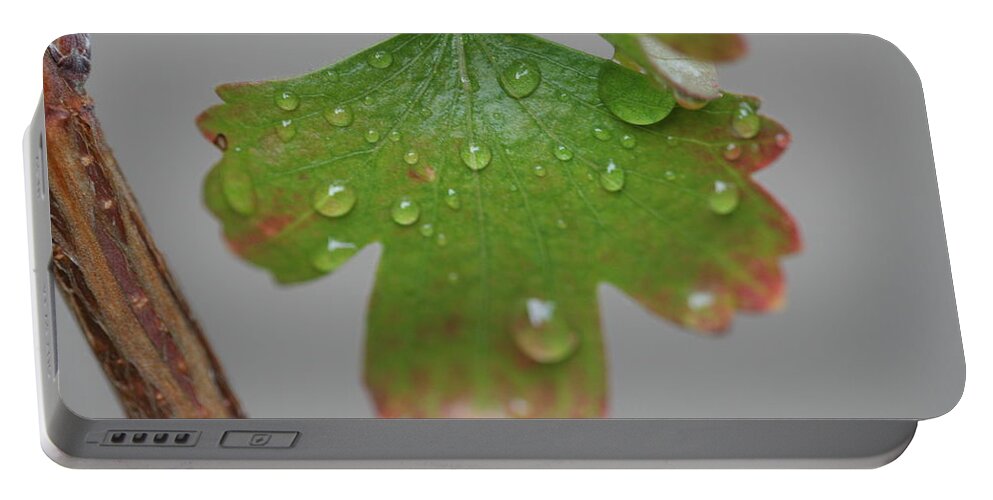 Leaf Portable Battery Charger featuring the photograph Rain drops on Leaf by Valerie Collins