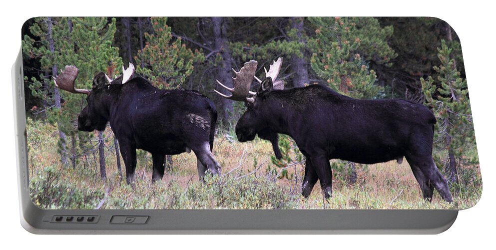 Moose Portable Battery Charger featuring the photograph Only A Step Behind by Shane Bechler