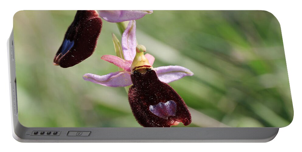 Beautiful Portable Battery Charger featuring the photograph Ophrys Bertolonii by Antonio Scarpi