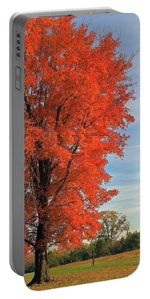 Trees Portable Battery Charger featuring the photograph Orange Delight by Jennifer Robin
