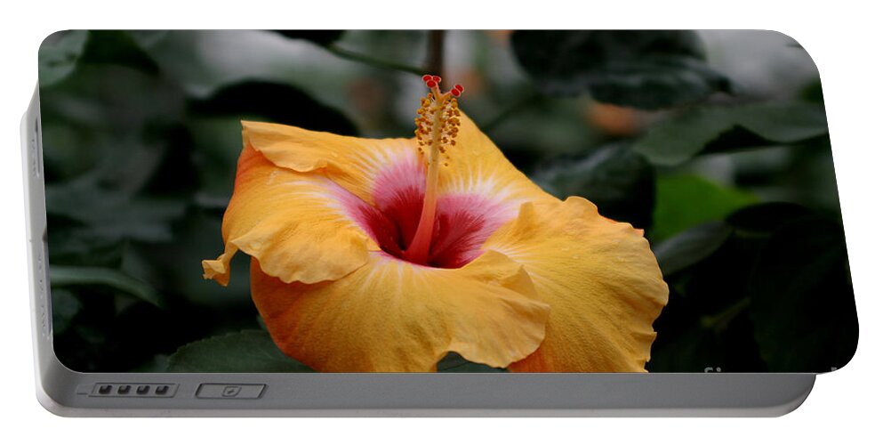 Hibiscus Portable Battery Charger featuring the photograph Orange Hibiscus by Living Color Photography Lorraine Lynch