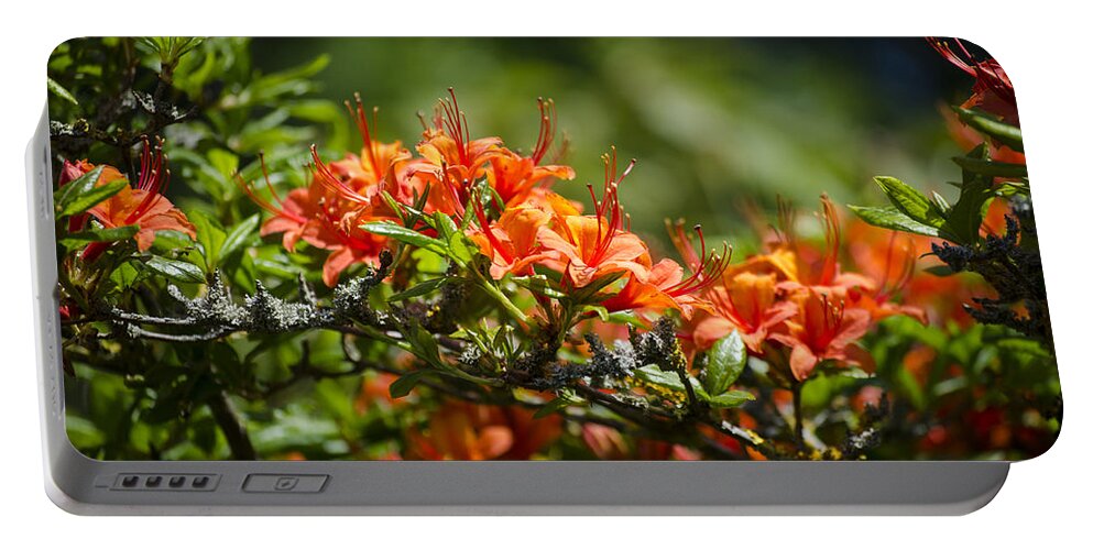 Orange Portable Battery Charger featuring the photograph Orange Rhododendron by Spikey Mouse Photography